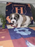 Harry, a male Shichon for sale in Kirkland, WA – 5 of 8