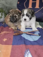 Ron, a male Shichon for sale in Kirkland, WA – 5 of 5