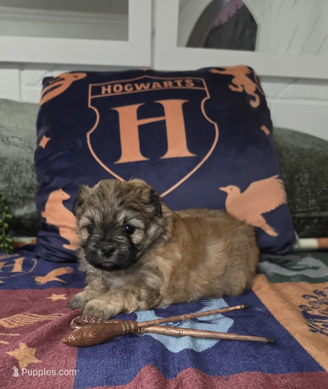 Ron – Shichon puppy for sale in Kirkland, WA