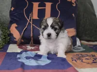 Harry, a male Shichon for sale in Kirkland, WA – 2 of 8