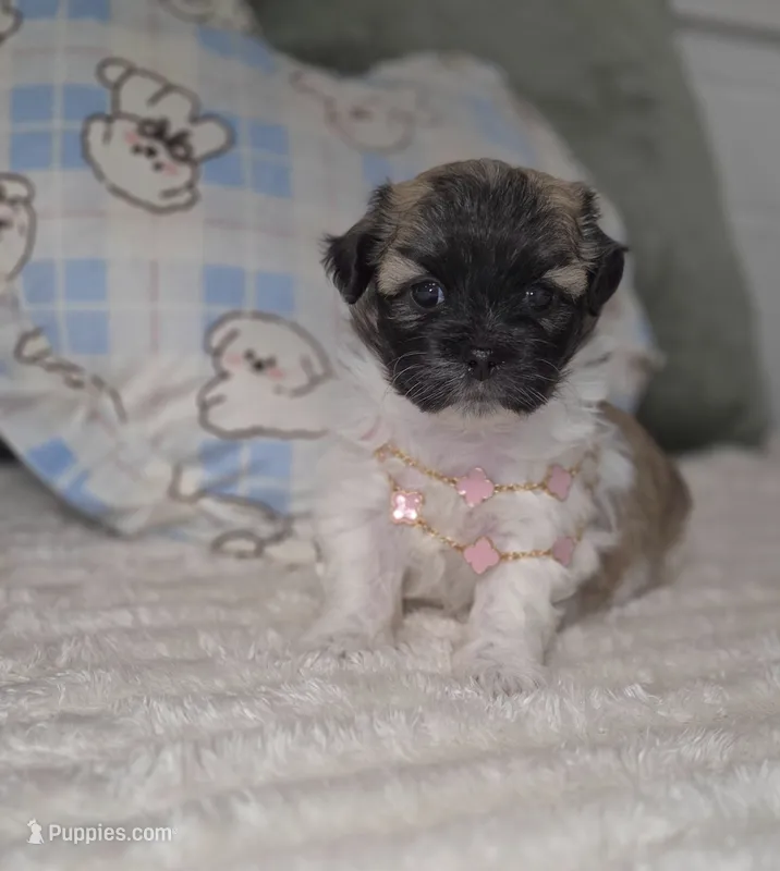 Hermione  – Shichon puppy for sale in Kirkland, WA