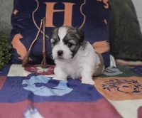 Harry, a male Shichon for sale in Kirkland, WA – 3 of 8
