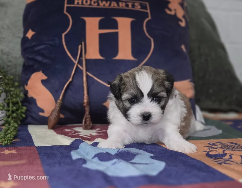 Harry – Shih Tzu puppy for sale in Kirkland, WA