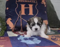 Harry, a male Shichon for sale in Kirkland, WA – 1 of 8
