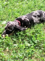 Sterling , a male Dachshund for sale in Cincinnati, OH – 5 of 7