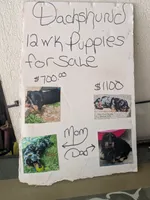 Sterling , a male Dachshund for sale in Cincinnati, OH – 4 of 7