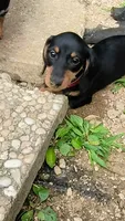 Rolo. , a male Dachshund for sale in Cincinnati, OH – 2 of 4