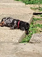 Sterling , a male Dachshund for sale in Cincinnati, OH – 2 of 7