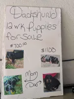 Rolo. , a male Dachshund for sale in Cincinnati, OH – 4 of 4