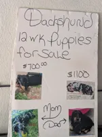 Sterling , a male Dachshund for sale in Cincinnati, OH – 3 of 7