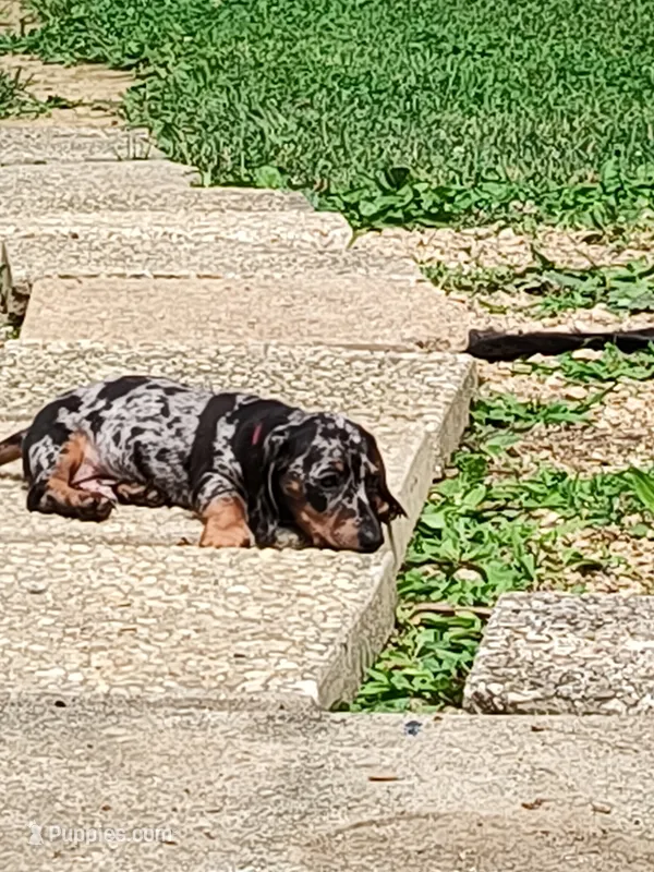 Sterling  – Dachshund puppy for sale in Cincinnati, OH