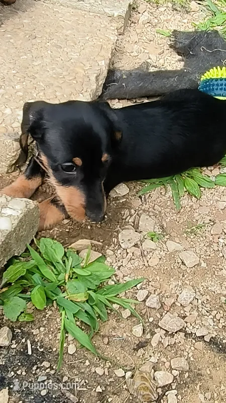 Rolo.  – Dachshund puppy for sale in Cincinnati, OH