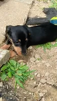 Rolo. , a male Dachshund for sale in Cincinnati, OH – 1 of 4