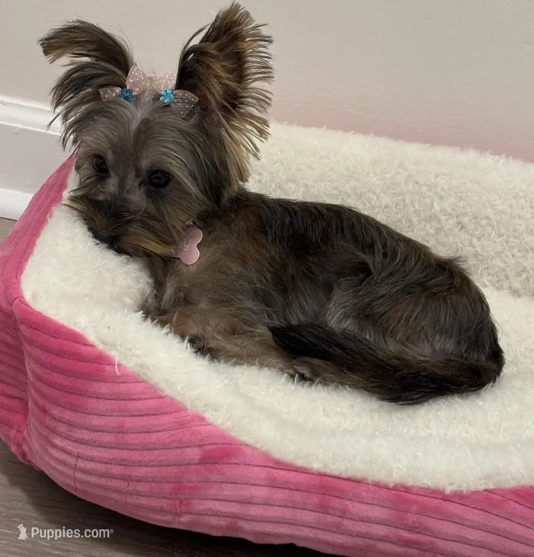 Missy – Yorkshire Terrier puppy for sale in Atlanta, GA