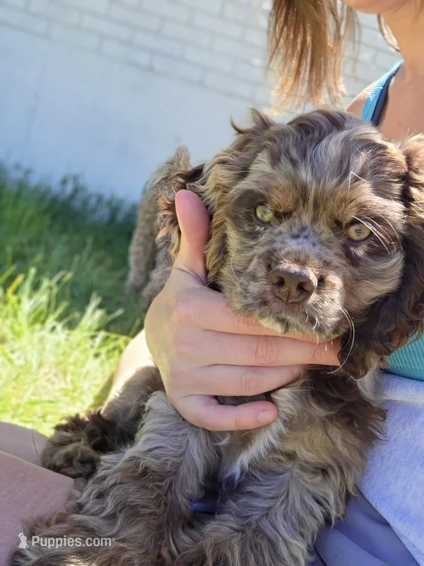 Cookie – Cocker Spaniel puppy for sale in Fairview, UT