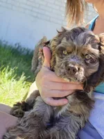 Cookie, a female Cocker Spaniel for sale in Fairview, UT – 1 of 3