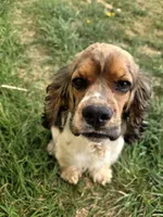 Charlie, a male Cocker Spaniel for sale in Fairview, UT – 5 of 5