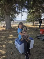 Roo, a female Poodle - Miniature  for sale in Fairview, UT – 2 of 3