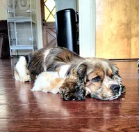 Charlie, a male Cocker Spaniel for sale in Fairview, UT – 2 of 5