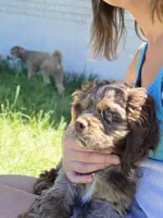 Cookie, a female Cocker Spaniel for sale in Fairview, UT – 2 of 3