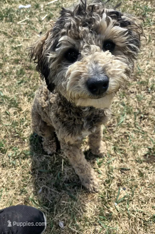 Roo – Poodle - Miniature  puppy for sale in Fairview, UT