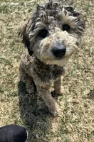 Roo, a female Poodle - Miniature  for sale in Fairview, UT – 1 of 3