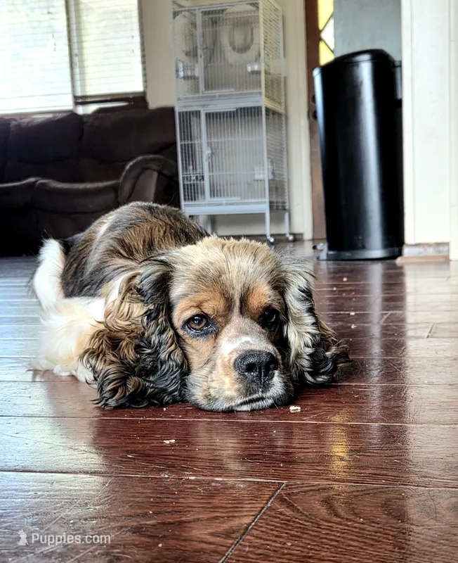 Charlie – Cocker Spaniel puppy for sale in Fairview, UT