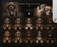 Cookie, a female Cocker Spaniel for sale in Fairview, UT – 3 of 3