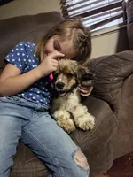 Charlie, a male Cocker Spaniel for sale in Fairview, UT – 4 of 5
