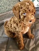 Apricot Female, a female Miniature Goldendoodle for sale in Ogden, UT – Photo 5 of 10