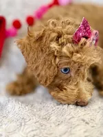 Apricot Female, a female Miniature Goldendoodle for sale in Ogden, UT – Photo 3 of 10