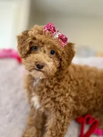 Apricot Female, a female Miniature Goldendoodle for sale in Ogden, UT – Photo 1 of 10