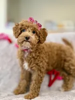 Apricot Female, a female Miniature Goldendoodle for sale in Ogden, UT – Photo 2 of 10