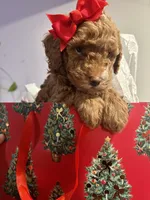 Apricot Female, a female Miniature Goldendoodle for sale in Ogden, UT – Photo 9 of 10