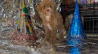 Apricot Female, a female Miniature Goldendoodle for sale in Ogden, UT – Photo 7 of 10