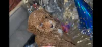 Apricot Female, a female Miniature Goldendoodle for sale in Ogden, UT – Photo 8 of 10