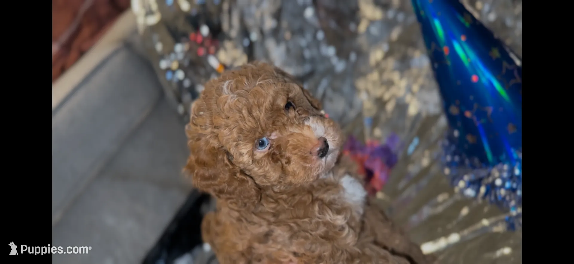 Apricot Female, a female Miniature Goldendoodle for sale in Ogden, UT – Photo 6 of 10