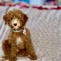 Apricot Male, a male Miniature Goldendoodle for sale in Ogden, UT – Photo 2 of 8