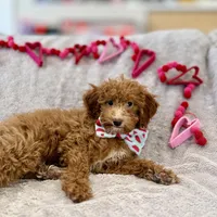 Apricot Male, a male Miniature Goldendoodle for sale in Ogden, UT – Photo 3 of 8