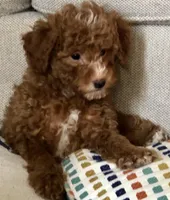 Apricot Male, a male Miniature Goldendoodle for sale in Ogden, UT – Photo 5 of 8