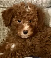 Apricot Male, a male Miniature Goldendoodle for sale in Ogden, UT – Photo 4 of 8