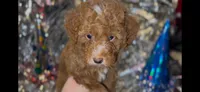 Apricot Male, a male Miniature Goldendoodle for sale in Ogden, UT – Photo 8 of 8