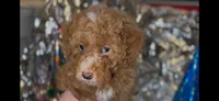 Apricot Male, a male Miniature Goldendoodle for sale in Ogden, UT – Photo 7 of 8