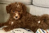 Apricot Male, a male Miniature Goldendoodle for sale in Ogden, UT – Photo 6 of 8