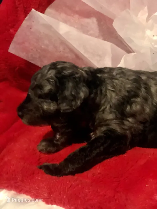 Merle phantom abstract