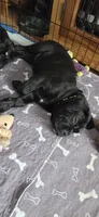 Cane Corso , a female Cane Corso for sale in Spring Hill, FL – 6 of 10
