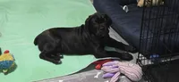 Cane Corso , a female Cane Corso for sale in Spring Hill, FL – 4 of 10