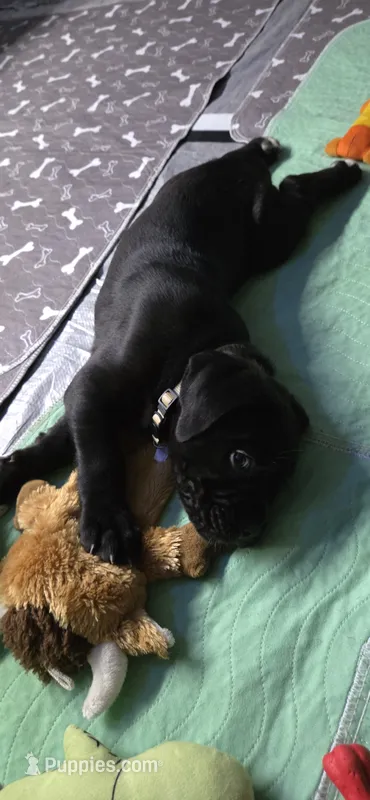 Beige/White Collar – Cane Corso puppy for sale in Spring Hill, FL