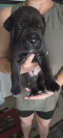 Blue Collar, a male Cane Corso for sale in Spring Hill, FL – 2 of 7