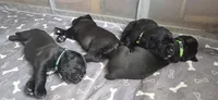 Yellow Collar, a female Cane Corso for sale in Spring Hill, FL – 4 of 6